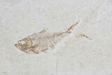 Lot: Green River Fossil Fish - Pieces #84132-2